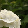 agisai