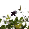 murasaki