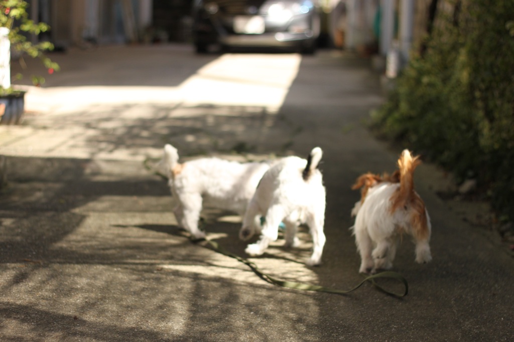 run　run　run1