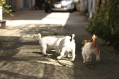 run　run　run1