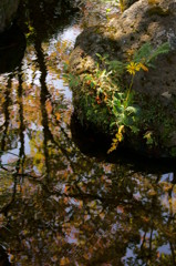 石蕗 （つわぶき）のある川