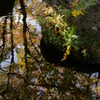 石蕗 （つわぶき）のある川