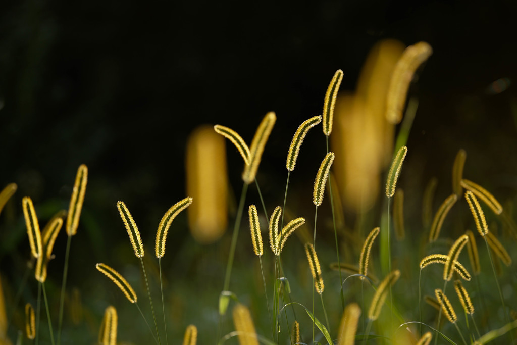Golden Forest