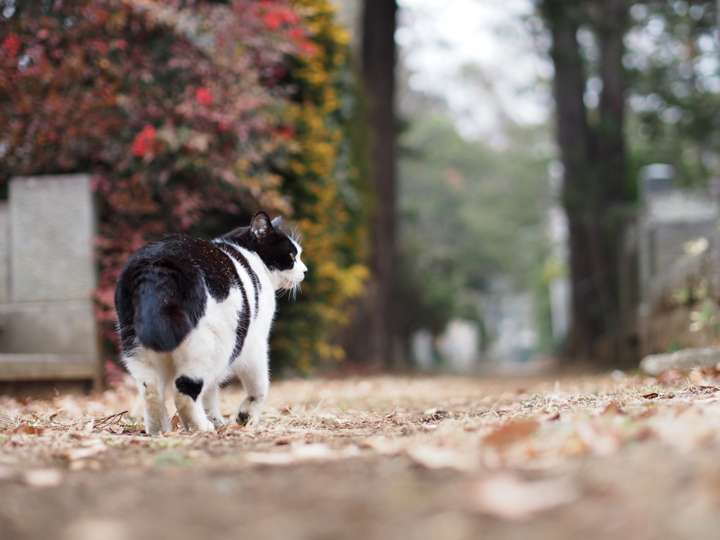 我が道を行く