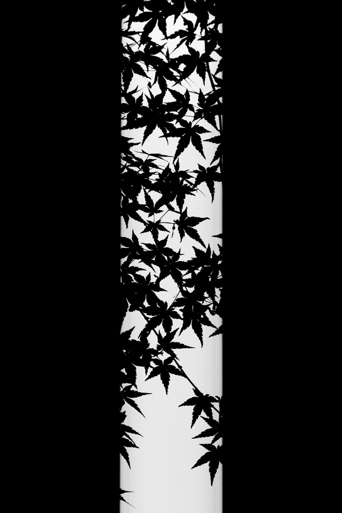 momiji A