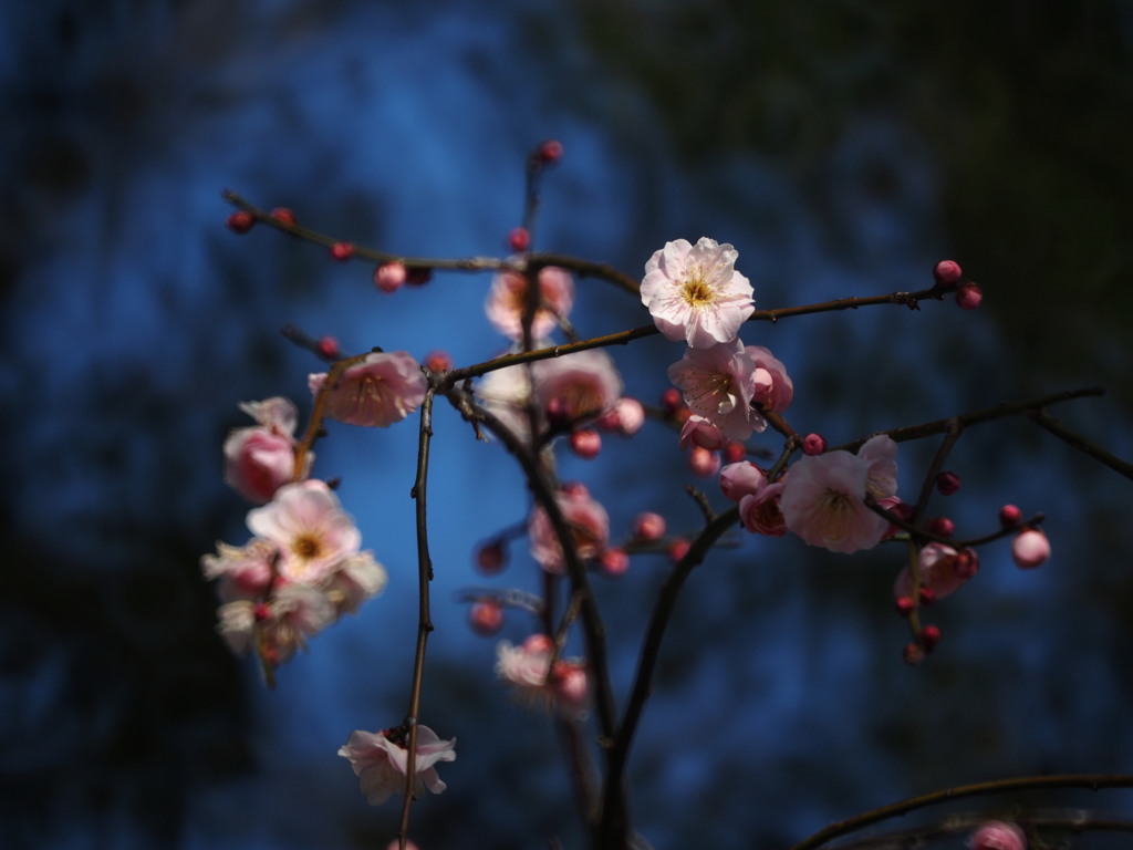 梅花魁