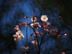 梅花魁