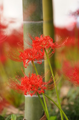 竹林に花