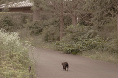 我が家へ
