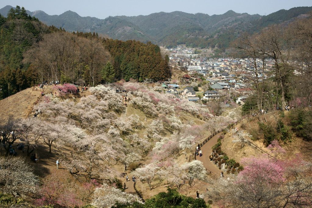 見下ろせば梅