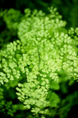 GREEN LEAF