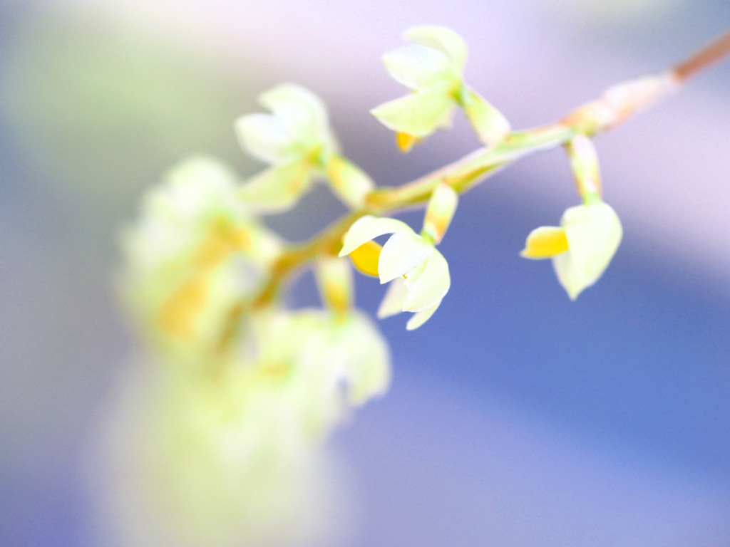 MELLOW KANZASHI