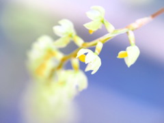 MELLOW KANZASHI