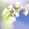 MELLOW KANZASHI