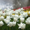 Brand New Flower