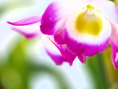 鮮やかさの向こう