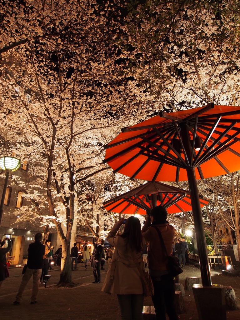 満天の桜