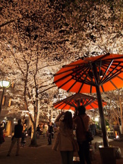 満天の桜