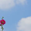 ナツ来たる