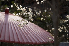 雨時々梅の花びら