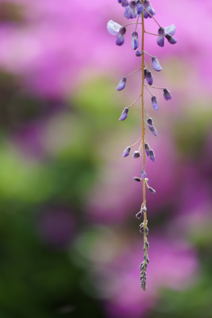purple fragrance