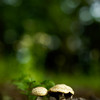 Couple-II