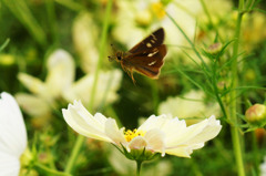次の花へ