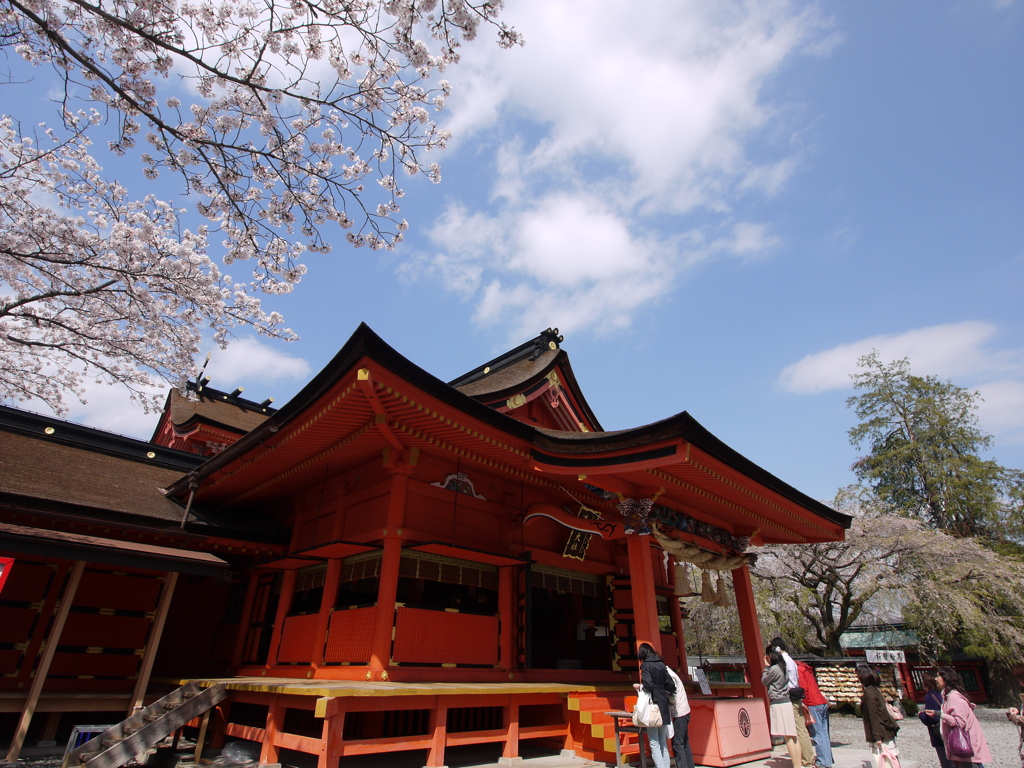 桜晴れ