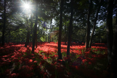 白い夢さえ真紅に染める