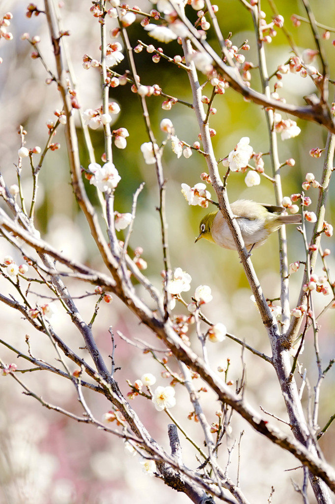 吸蜜鳥の幸福