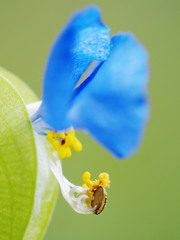 silky BLUE