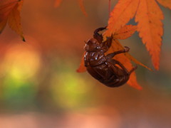 空蝉の見た紅葉