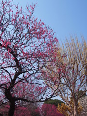 咲き比べ