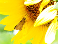 熱中症にご用心