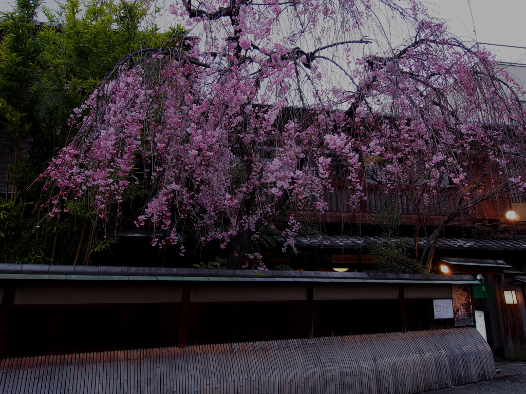 犬矢来と桜