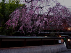 犬矢来と桜