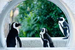 Penguin's BAR
