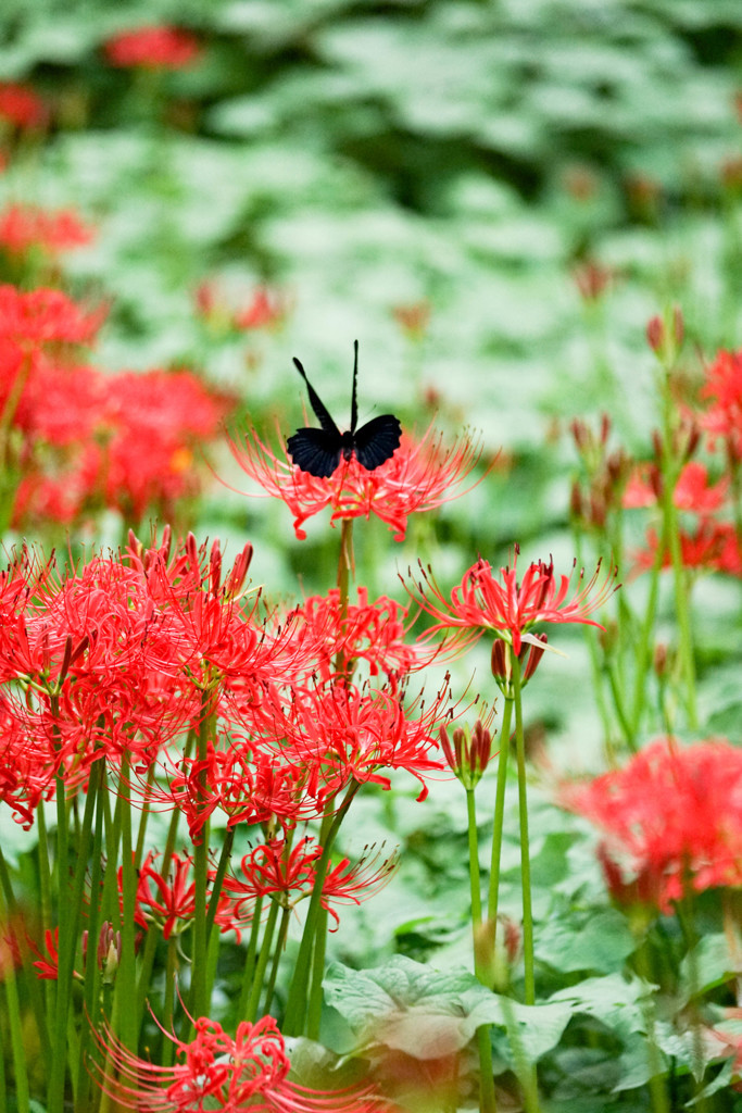 Le Rouge et le Noir