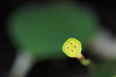 小さき母