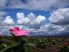 大地に根差して