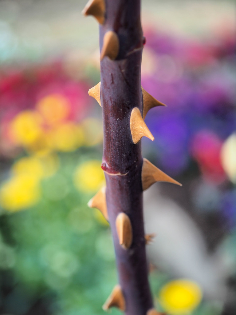 No rose without a thorn.