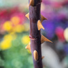 No rose without a thorn.