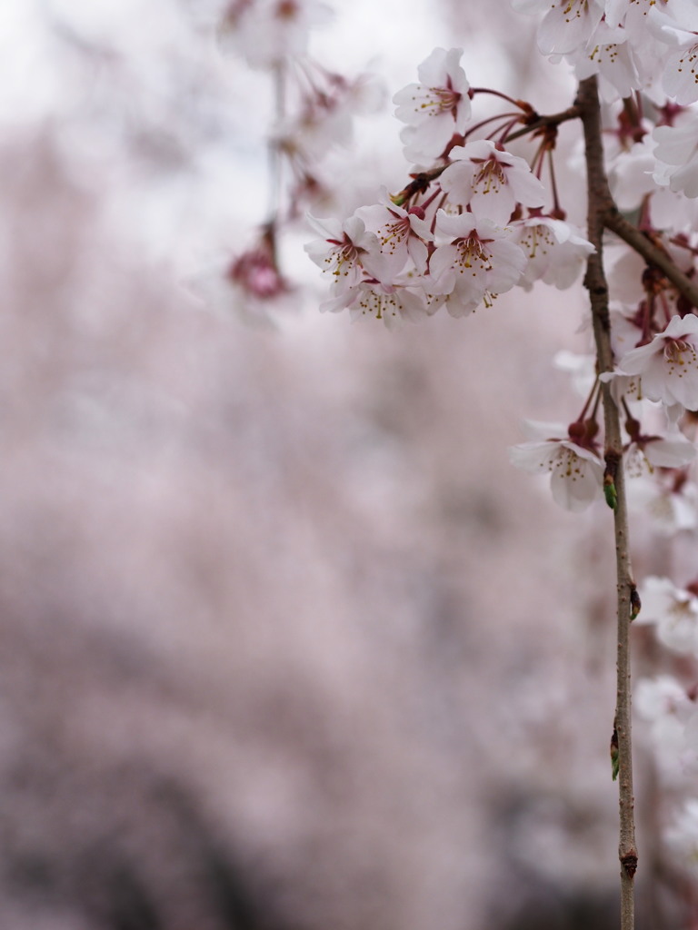 刹那的桜色世界