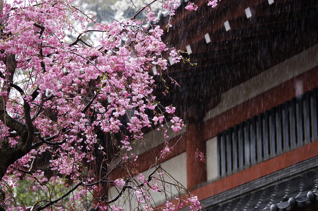 桜雨