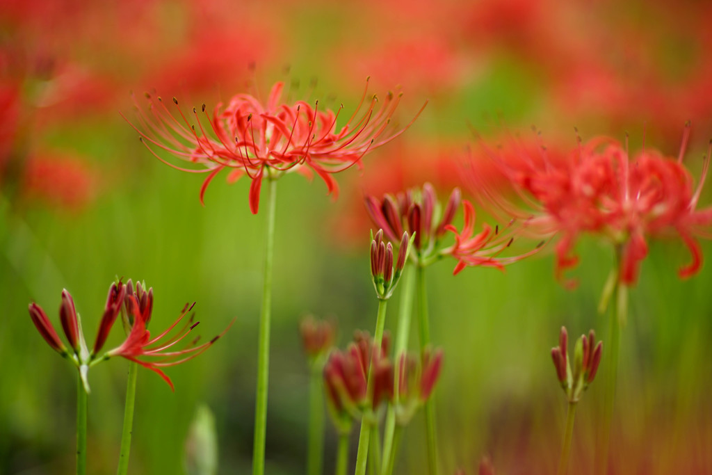 花炎