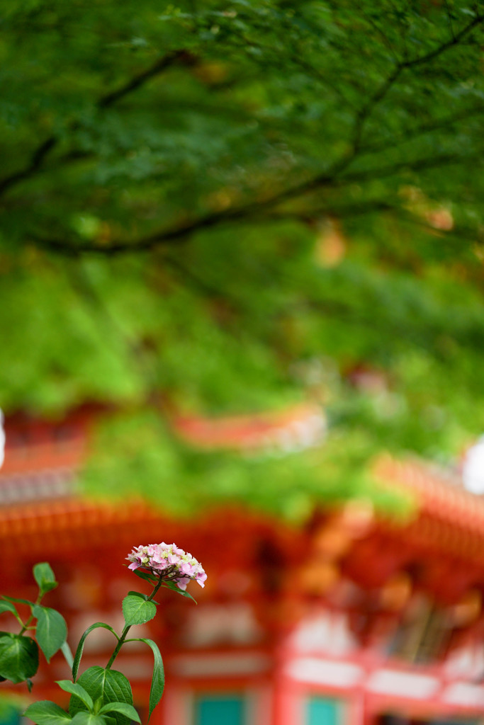 高幡に咲く