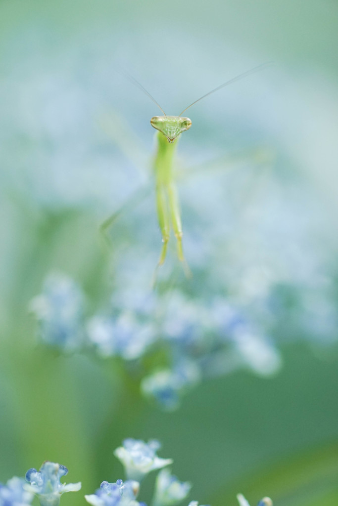 チビカマの雄姿