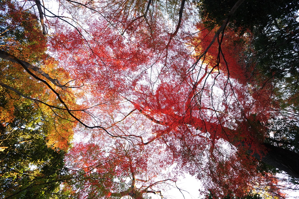 赤い木