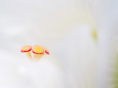 velvety WHITE
