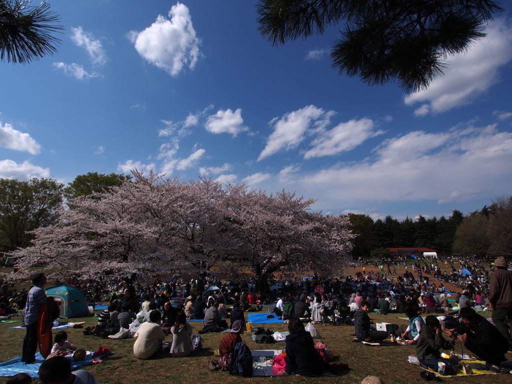 日本の花見